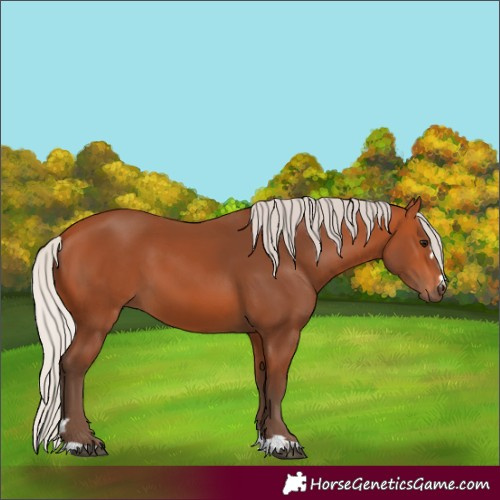 Horse Color:Silver Bay 
