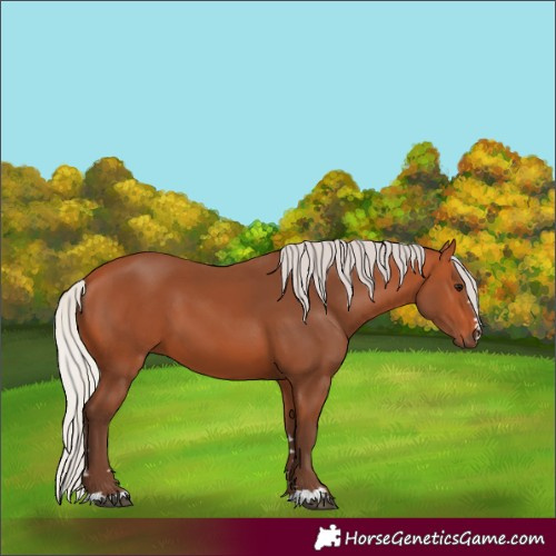Horse Color:Silver Bay 