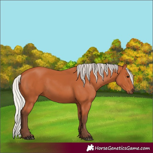 Horse Color:Silver Bay 