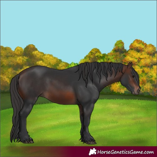 Horse Color:Brown 