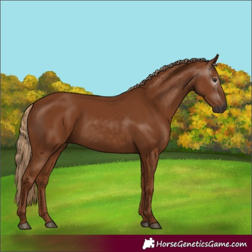 Horse Color:Gray Chestnut 