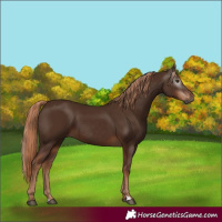 Horse Color:Gray Chestnut 