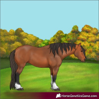 Horse Color:Bay Tobiano 