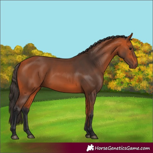 Horse Color:Bay 