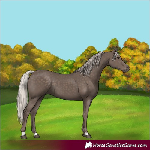 Horse Color:Silver Black 