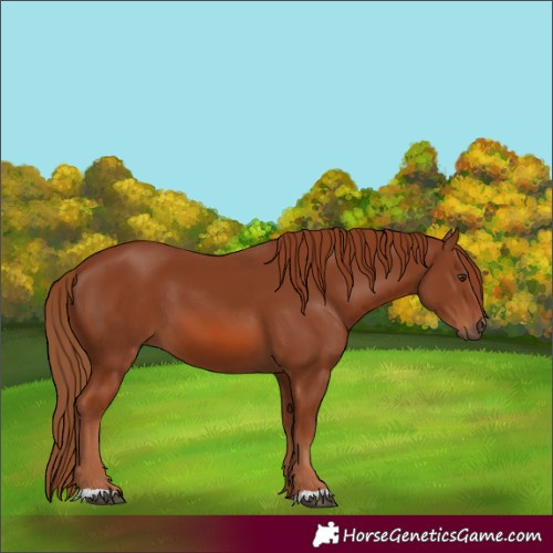 Horse Color:Chestnut 
