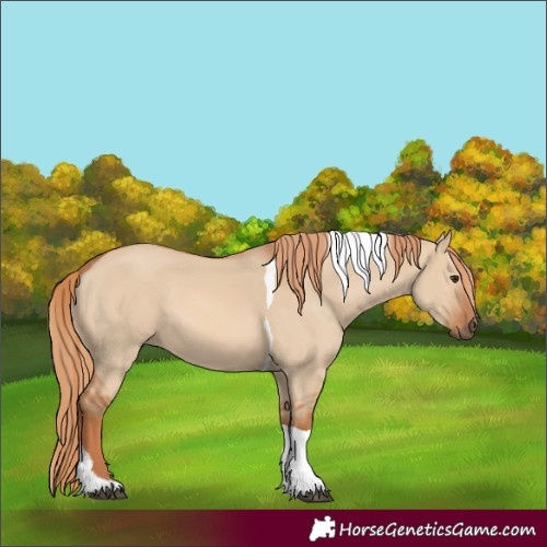 Horse Color:Red Dun Tobiano 