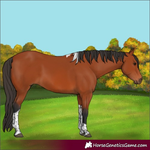 Horse Color:Bay Tobiano Rabicano 