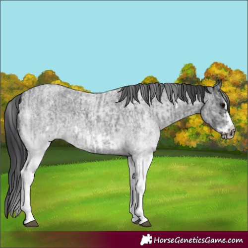Horse Color:White Spotted Blue Roan Rabicano  and White Spotted Blue Roan Frame Rabicano 