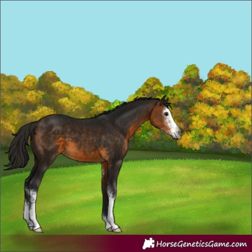 Horse Color:Gray Buckskin Sabino 