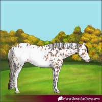 Horse Color:Amber Champagne Appaloosa and Amber Champagne Frame Appaloosa
