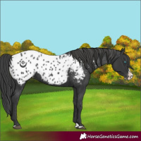 Horse Color:Black Splash Appaloosa 