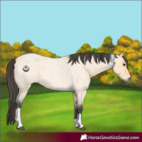 Horse Color:Buckskin Roan Tobiano