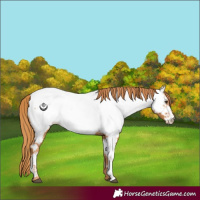 Horse Color:Chestnut Appaloosa 