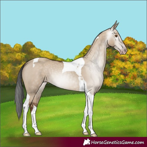 Horse Color:Gray Classic Champagne Dun Tobiano 