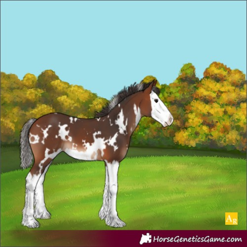 Horse Color:White Spotted Bay Splash 