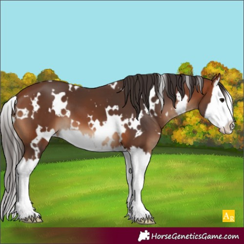 Horse Color:White Spotted Bay Splash 