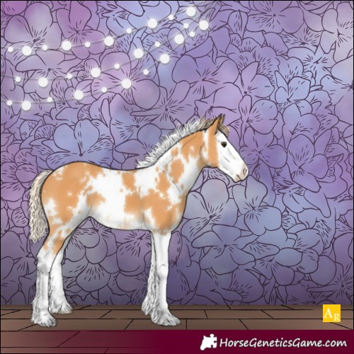 Horse Color:White Spotted Chestnut Splash Appaloosa 