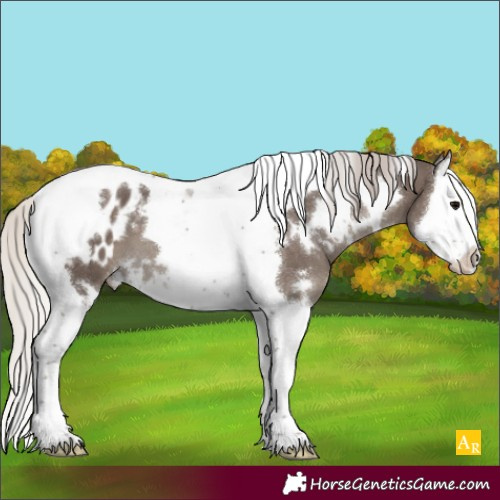 Horse Color:White Spotted Silver Black Splash Tobiano Appaloosa 