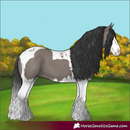 Horse Color:Grullo Splash Tobiano 