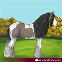Horse Color:Grullo Splash Tobiano