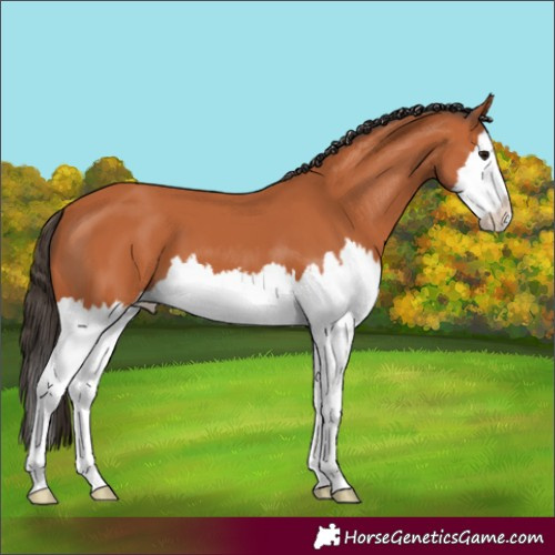 Horse Color:Bay Splash 