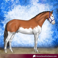 Horse Color:Bay Splash