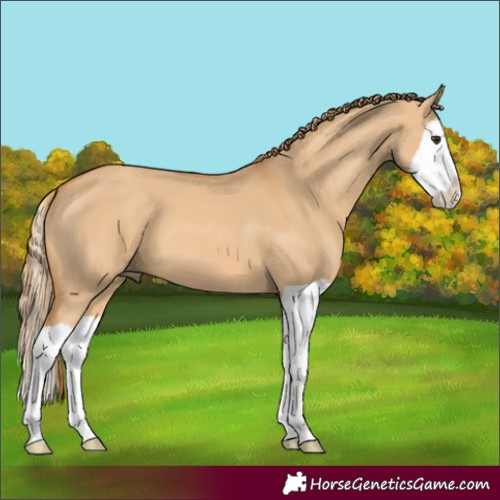 Horse Color:Red Dun Splash