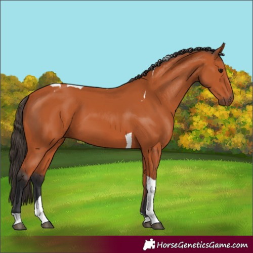 Horse Color:Bay Tobiano 