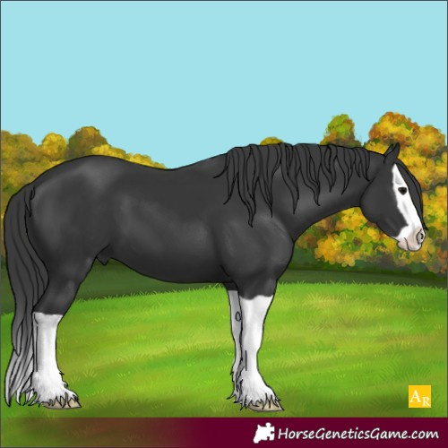 Horse Color:Black Splash