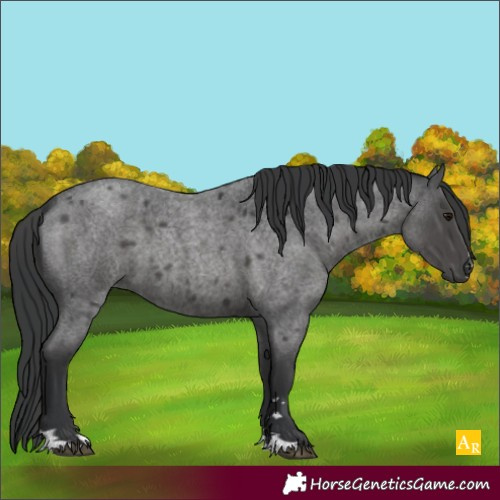 Horse Color:Blue Roan 