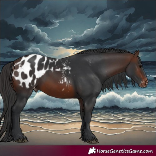 Horse Color:Brown Appaloosa