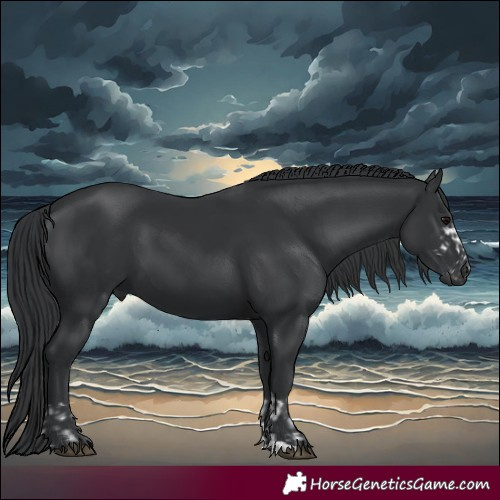 Horse Color:Black and Black