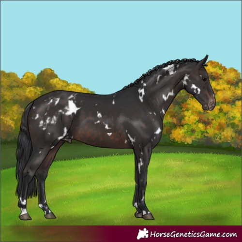 Horse Color:White Spotted Brown Appaloosa 