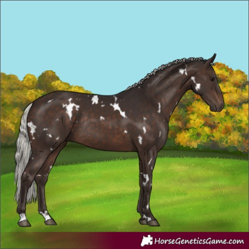 Horse Color:White Spotted Silver Brown Rabicano 