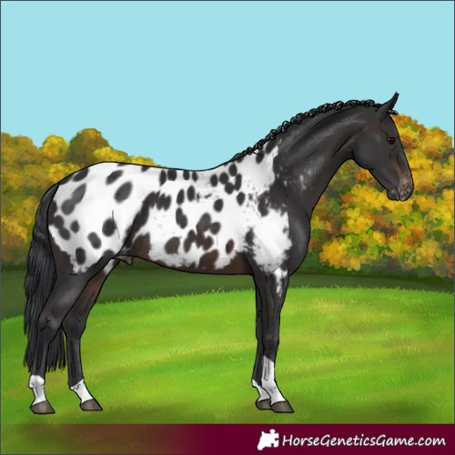 Horse Color:Brown Tobiano Appaloosa Rabicano 