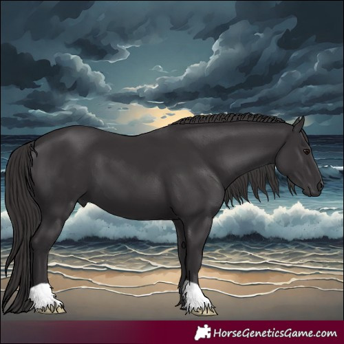 Horse Color:Smoky Black