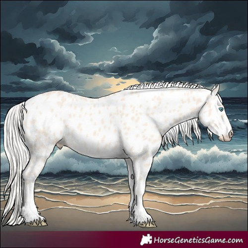 Horse Color:Cremello Appaloosa 