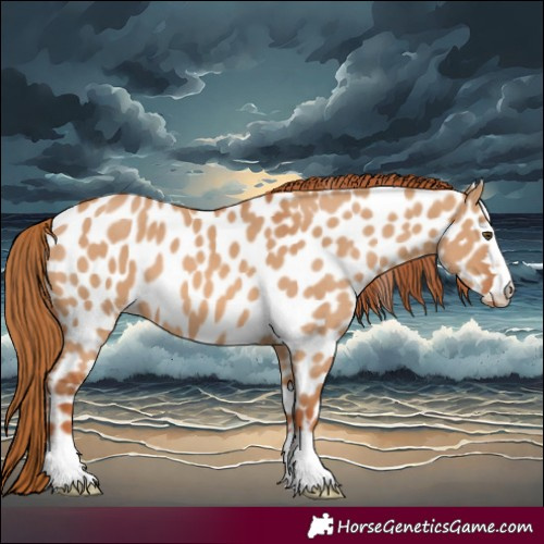 Horse Color:Red Dun Near Leopard 