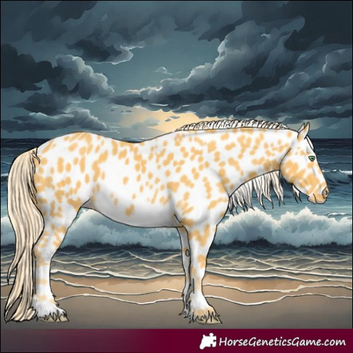 Horse Color:Palomino Near Leopard and Palomino Near Leopard
