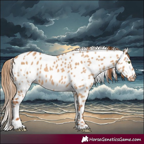 Horse Color:Red Dun Near Leopard