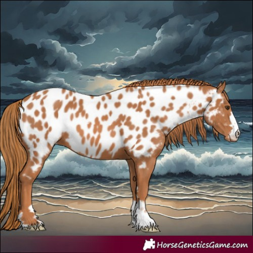 Horse Color:Chestnut Near Leopard