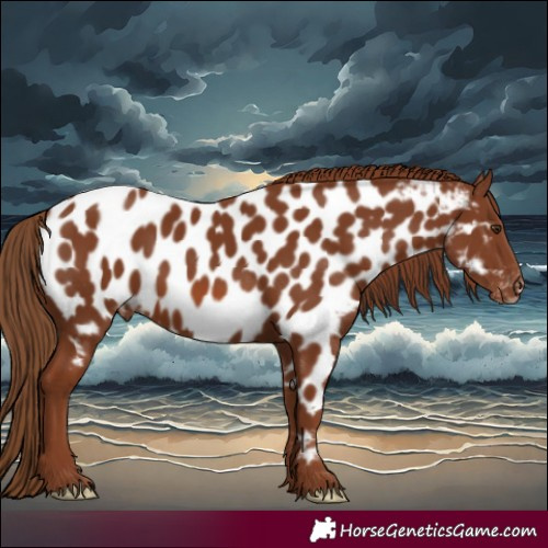 Horse Color:Chestnut Appaloosa 