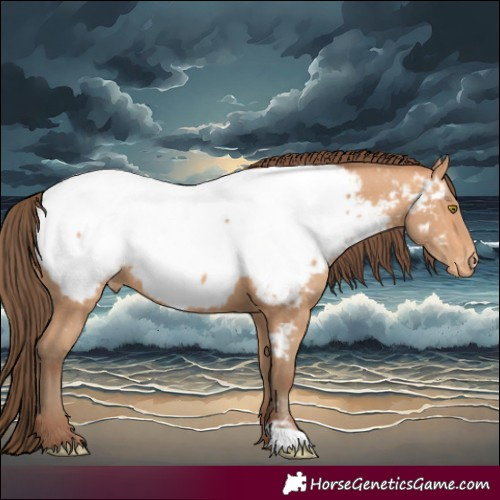 Horse Color:Amber Champagne Appaloosa