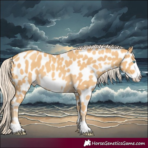 Horse Color:Gold Cream Champagne Frame Appaloosa