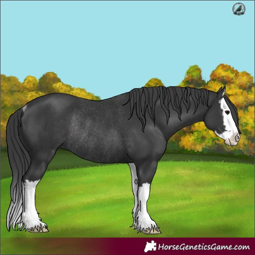 Horse Color:Black Splash Rabicano 