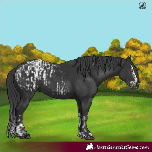 Horse Color:Black Splash Blanket  and Black Rabicano 