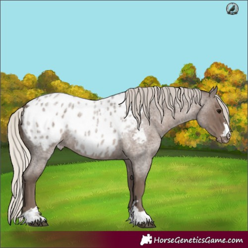 Horse Color:Silver Blue Roan Appaloosa