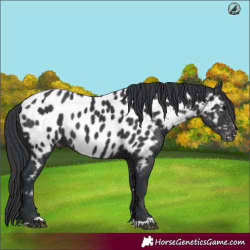 Horse Color:Black Appaloosa