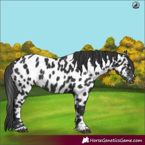 Horse Color:Black Near Leopard 